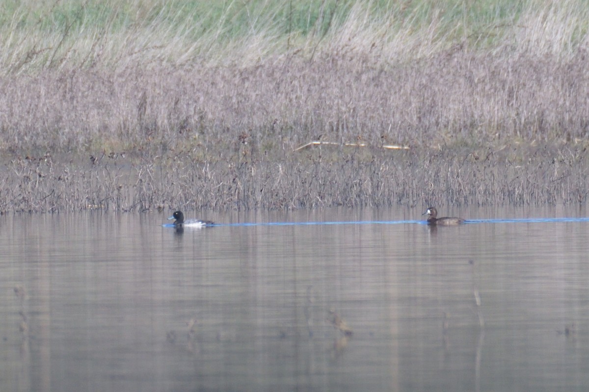 Greater Scaup - Jorge  Safara