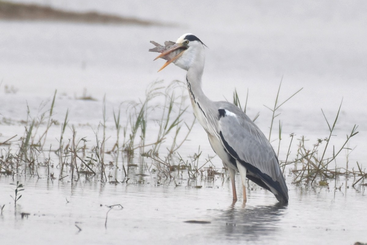 Gray Heron - ML612338298