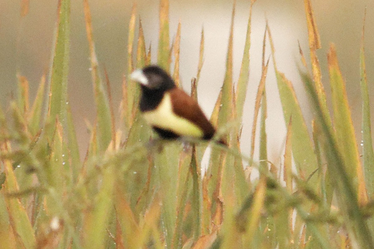 Tricolored Munia - Able Lawrence