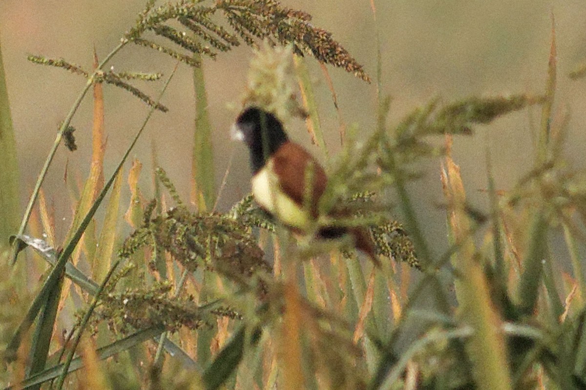 Tricolored Munia - Able Lawrence