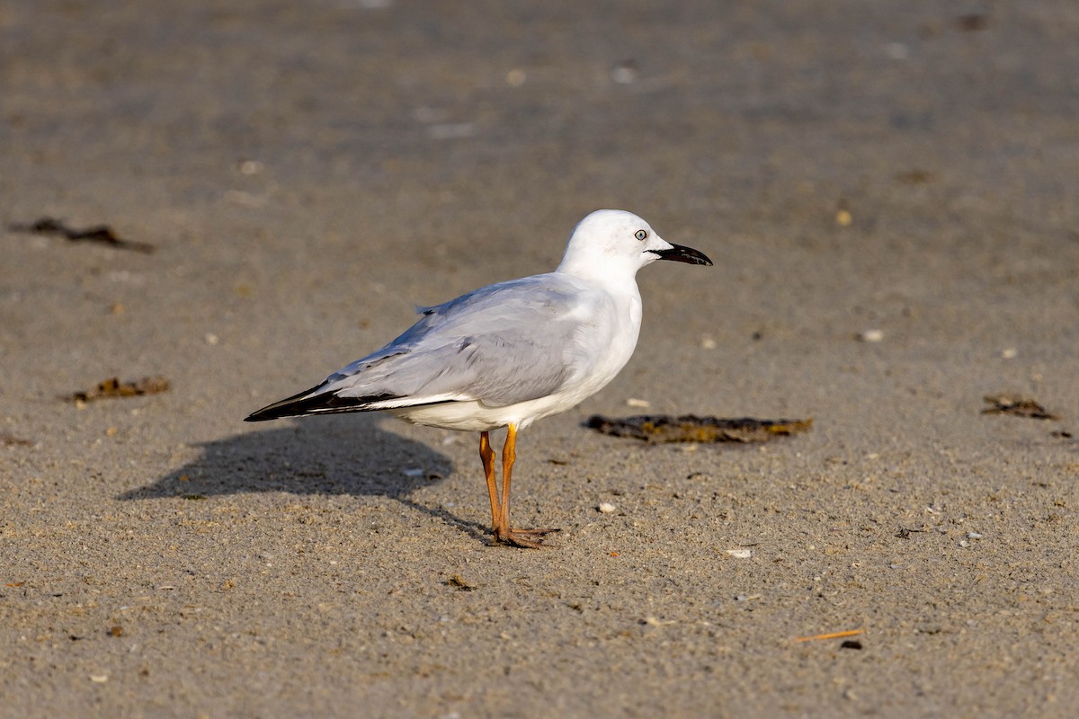 Slender-billed Gull - Jack Crowe