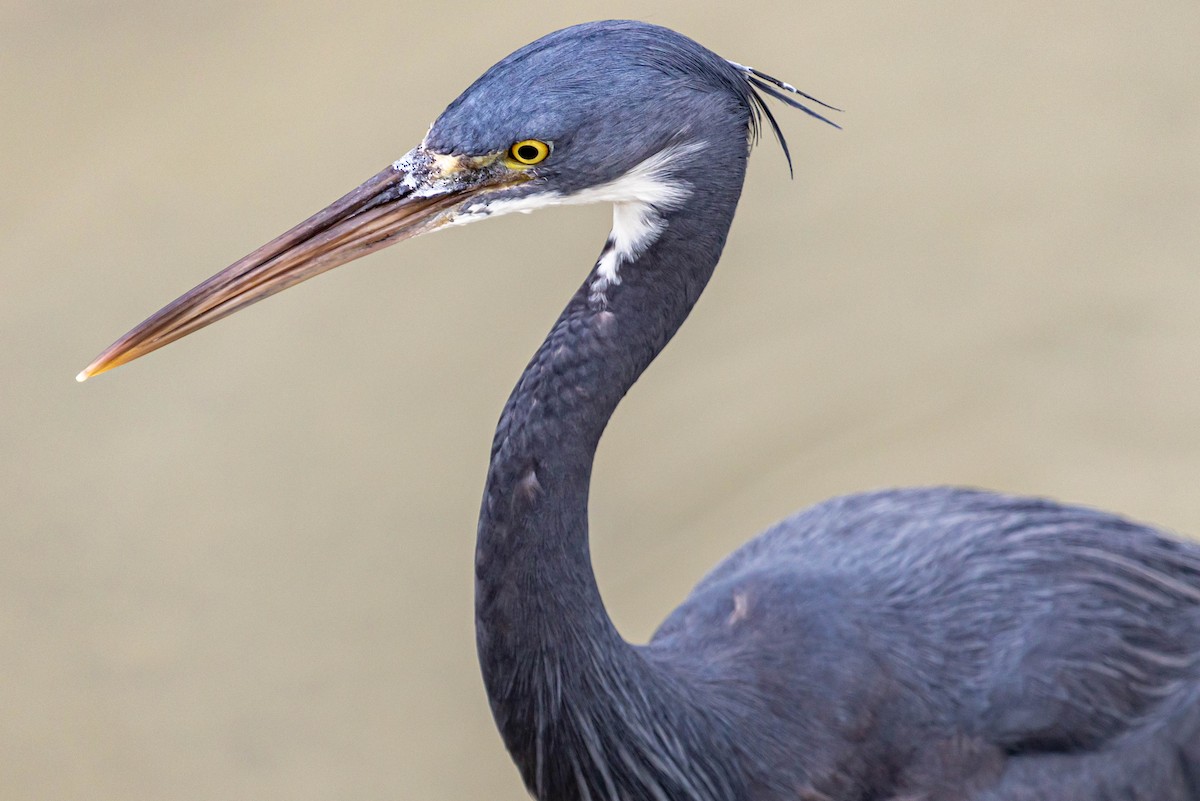 Western Reef-Heron - Jack Crowe