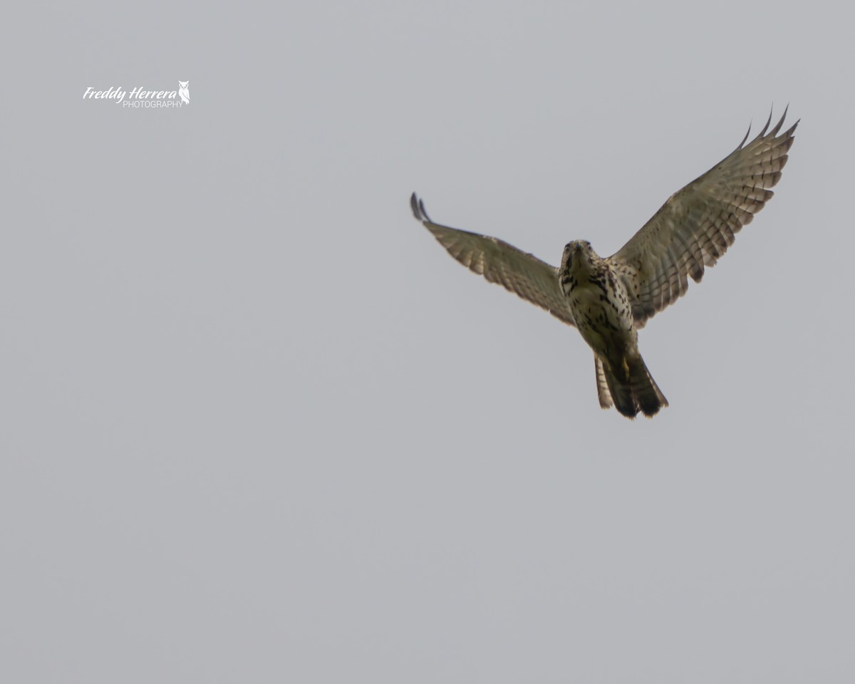 Broad-winged Hawk - ML612338416