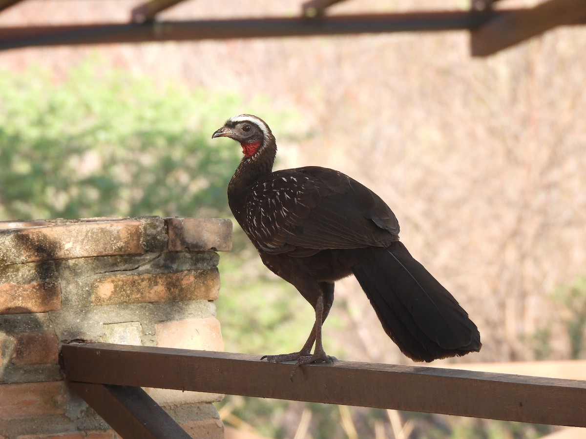 White-browed Guan - ML612338516