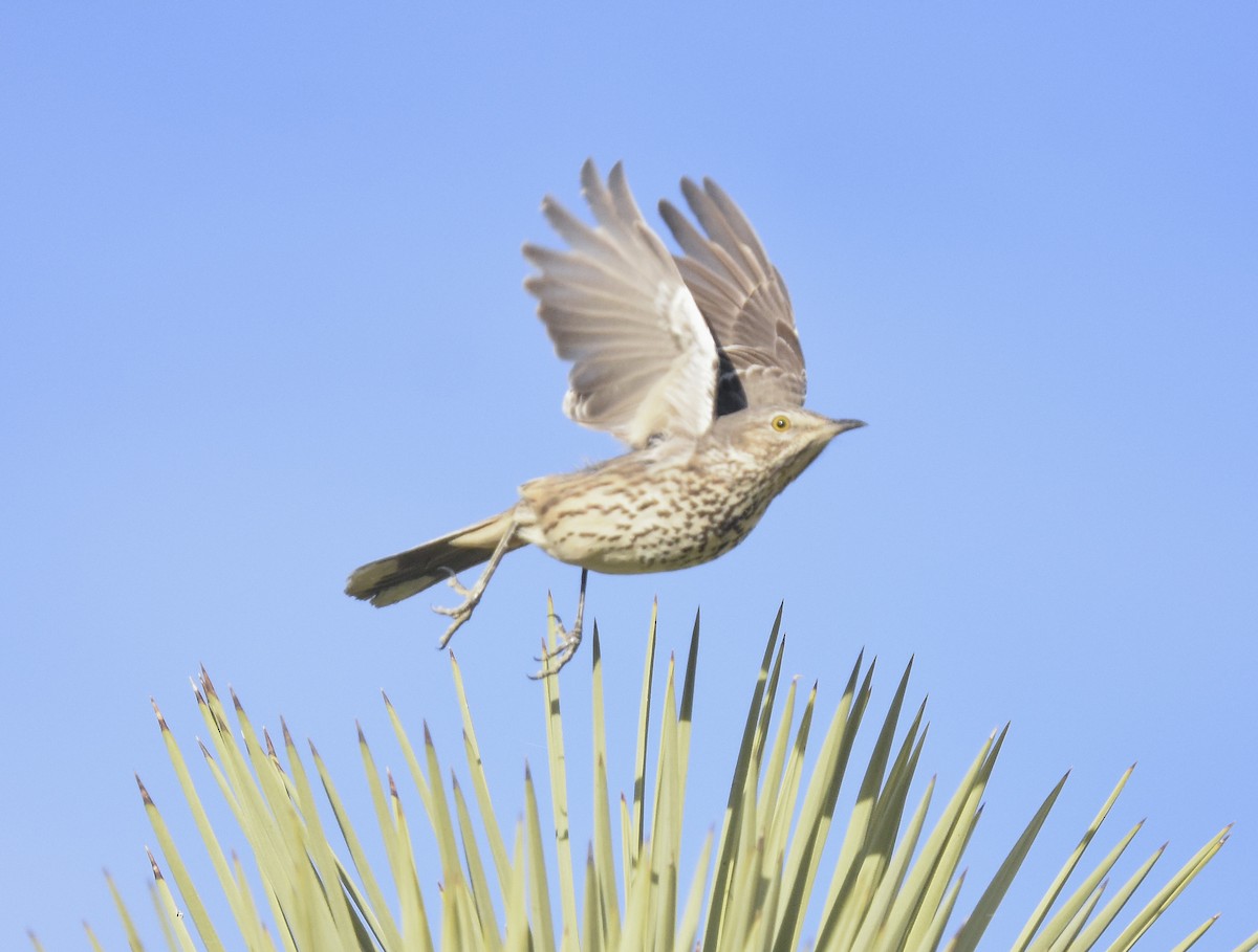 Sage Thrasher - ML612338525