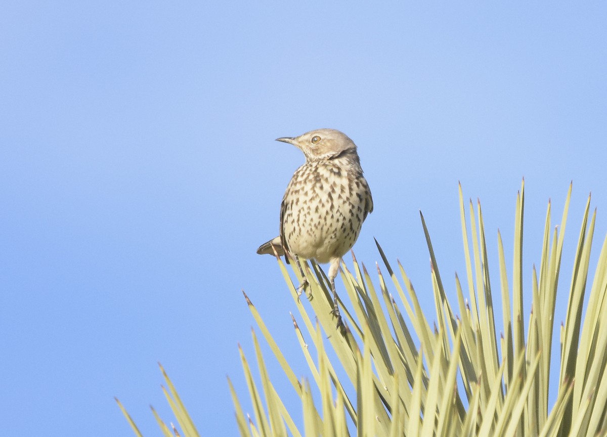 Sage Thrasher - ML612338537