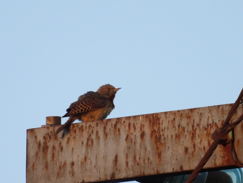 Rufous-necked Wryneck - Juan Oñate García