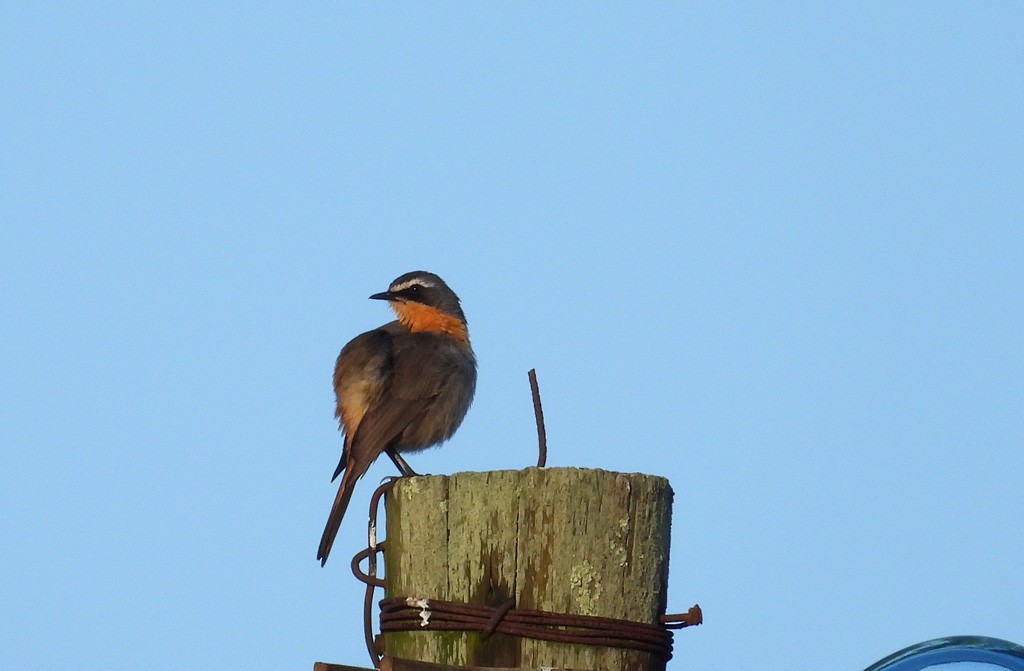 Cape Robin-Chat - Juan Oñate García