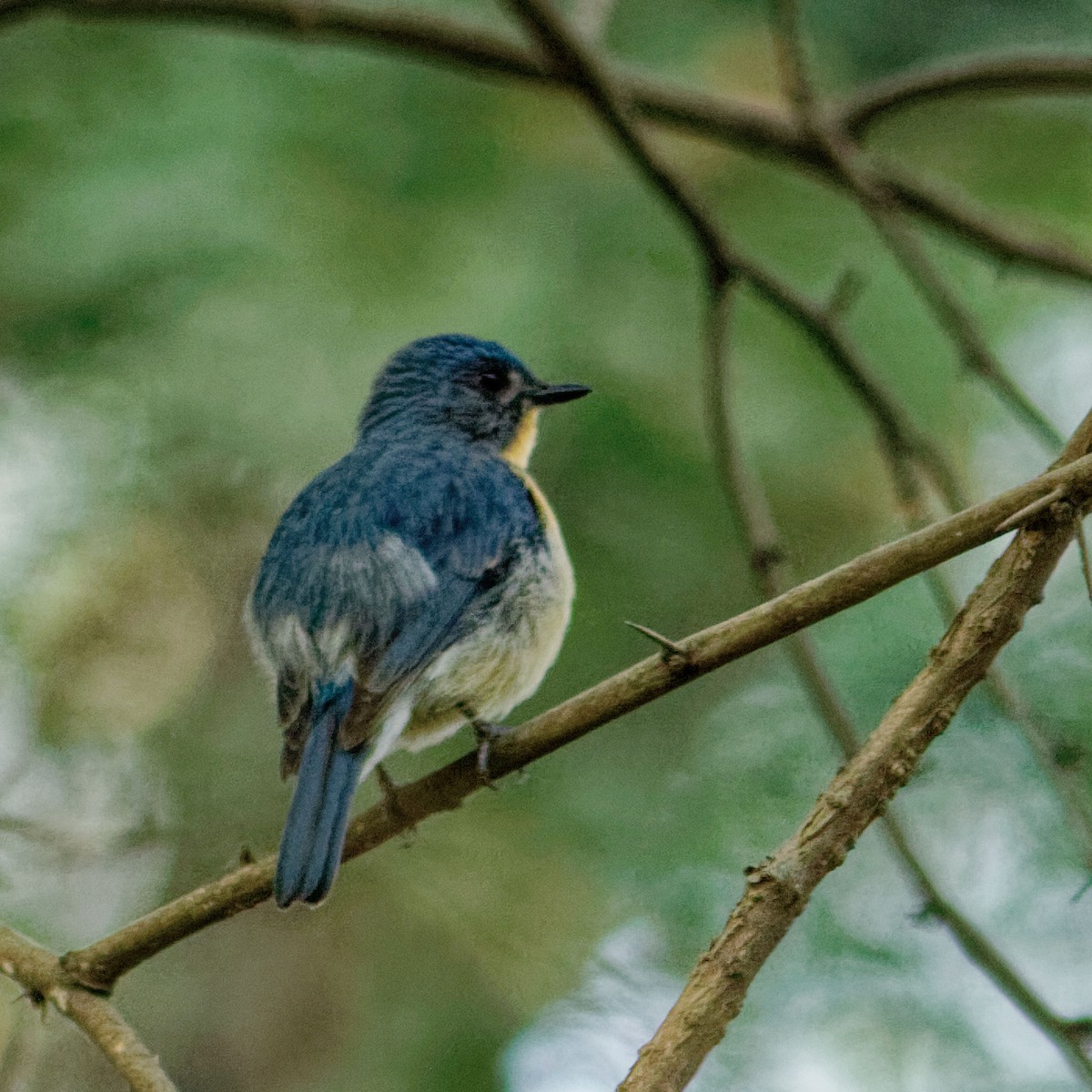 Tickell's Blue Flycatcher - ML612338586