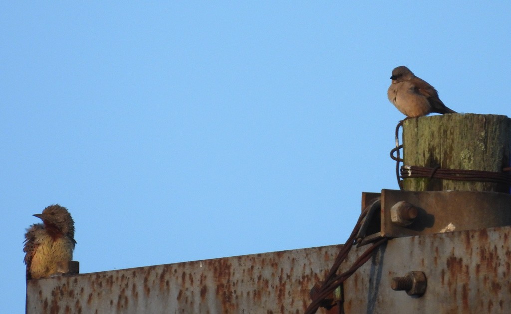 Southern Gray-headed Sparrow - Juan Oñate García