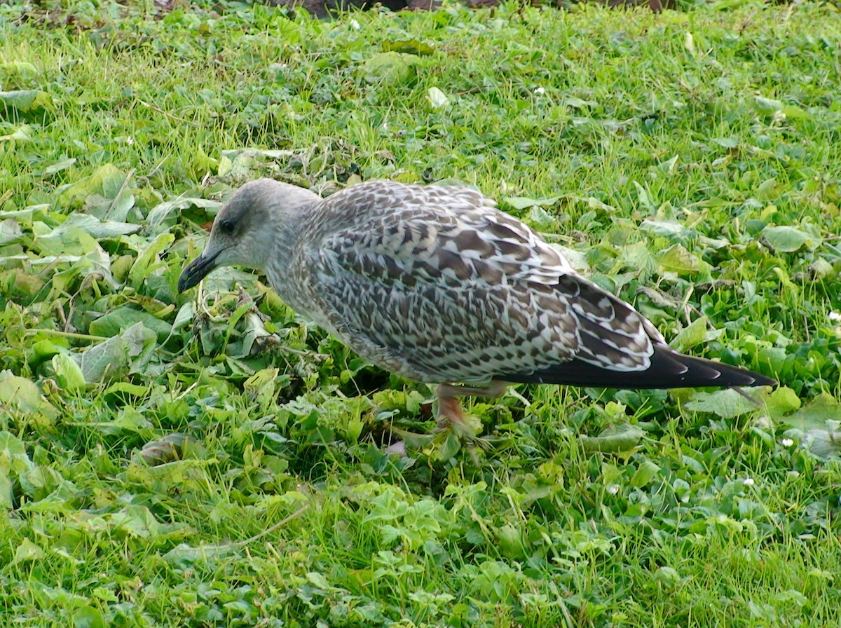 Herring Gull - Delfin Gonzalez