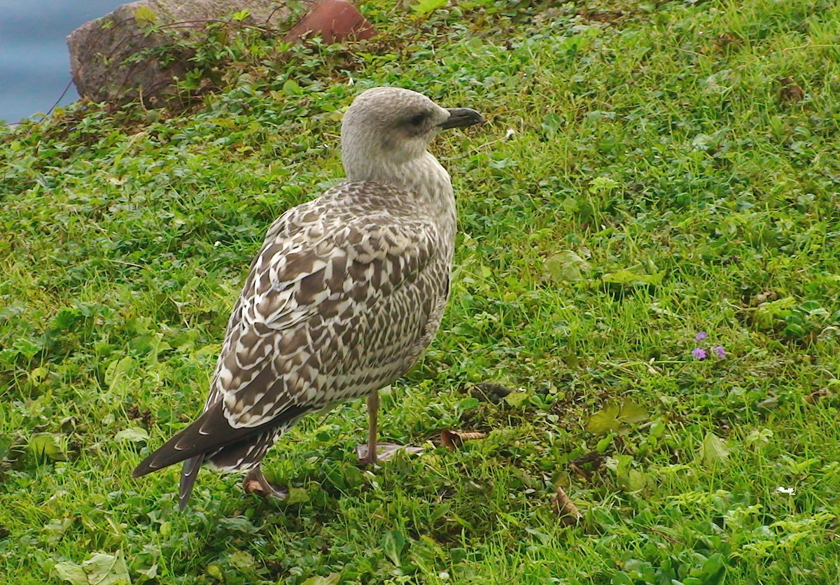 Herring Gull - Delfin Gonzalez