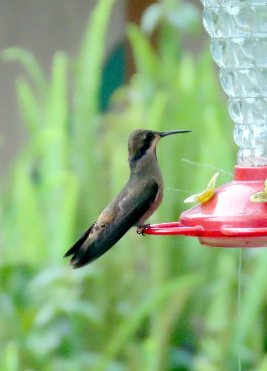 kolibřík fialovouchý - ML612338800