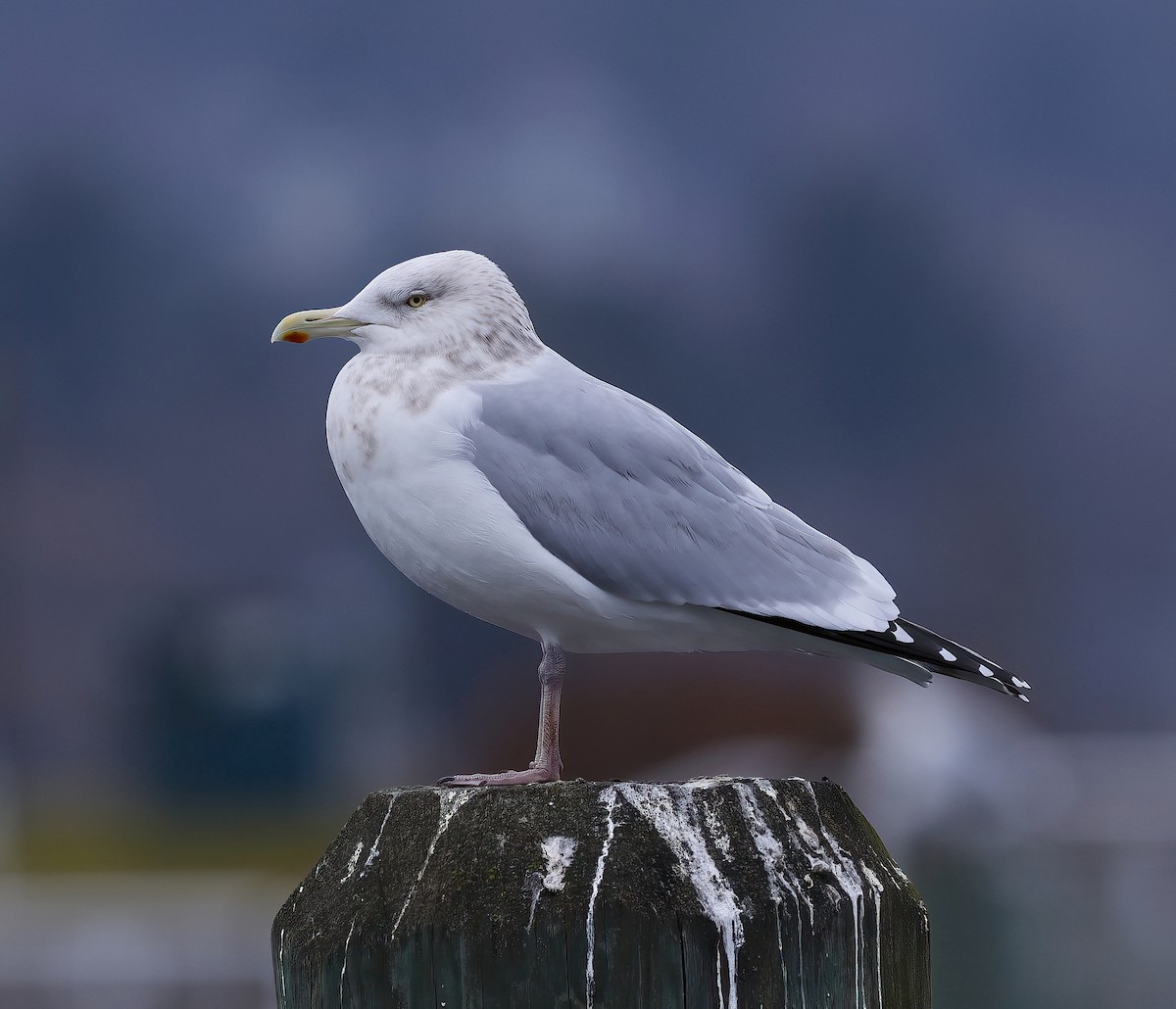 Herring Gull (American) - ML612338898