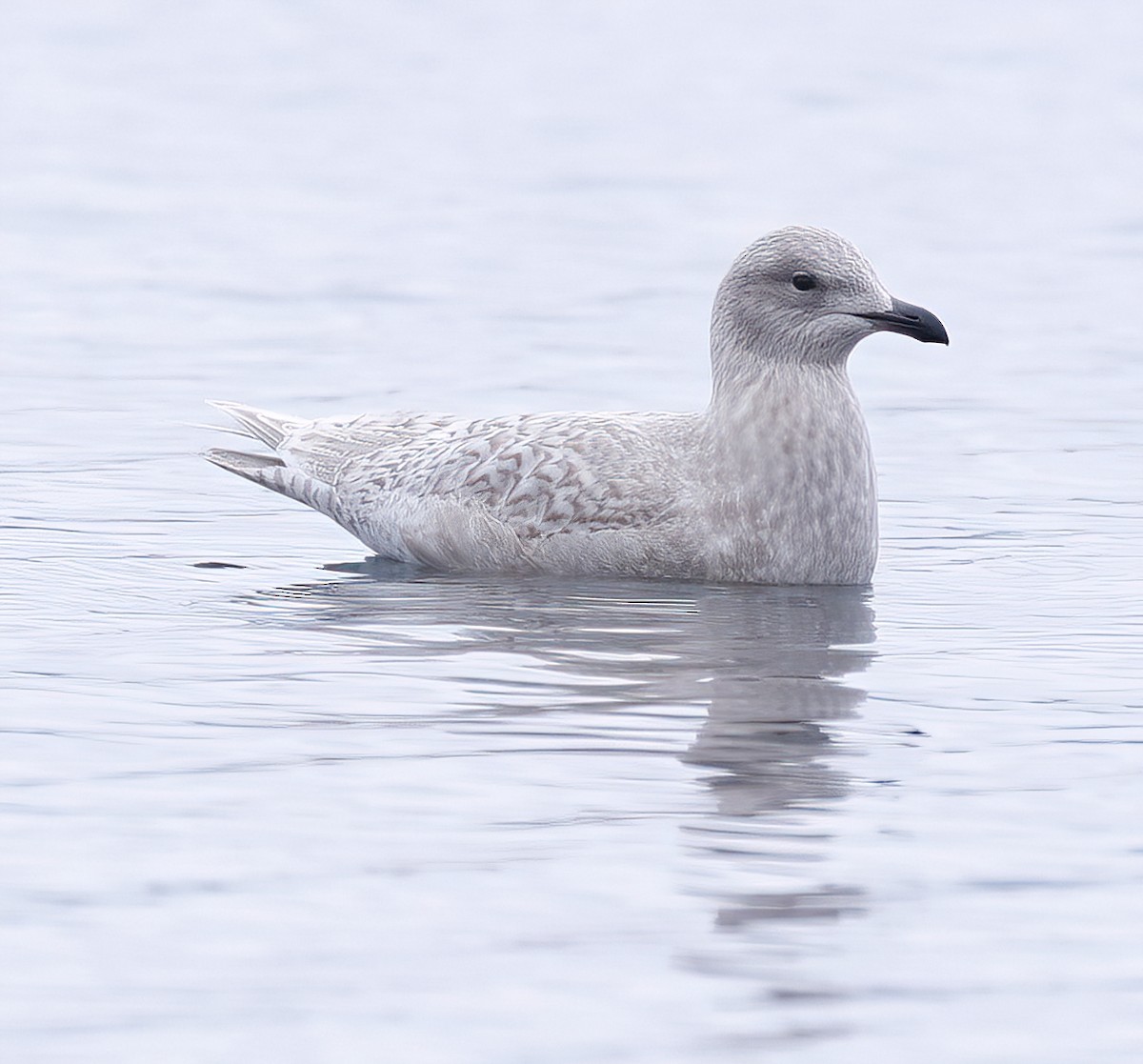 Goéland arctique - ML612338943