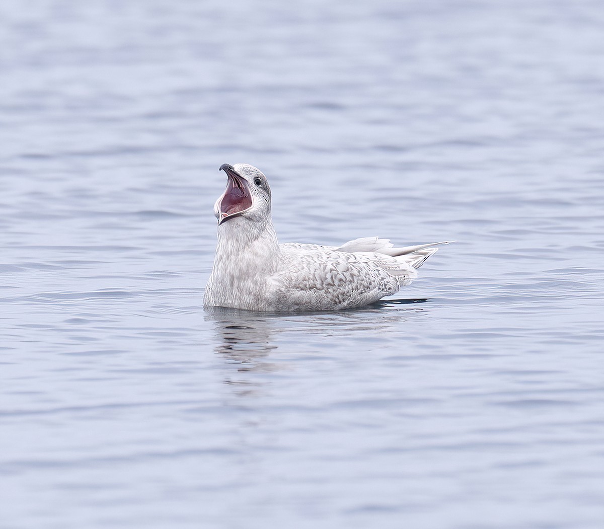 Goéland arctique - ML612338951