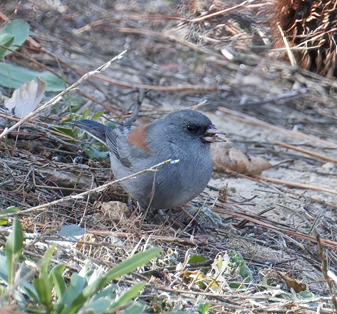 Dark-eyed Junco (Gray-headed) - ML612338956