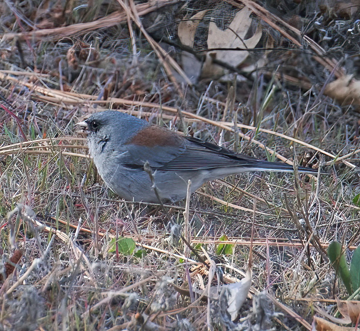 Dark-eyed Junco (Gray-headed) - ML612338963