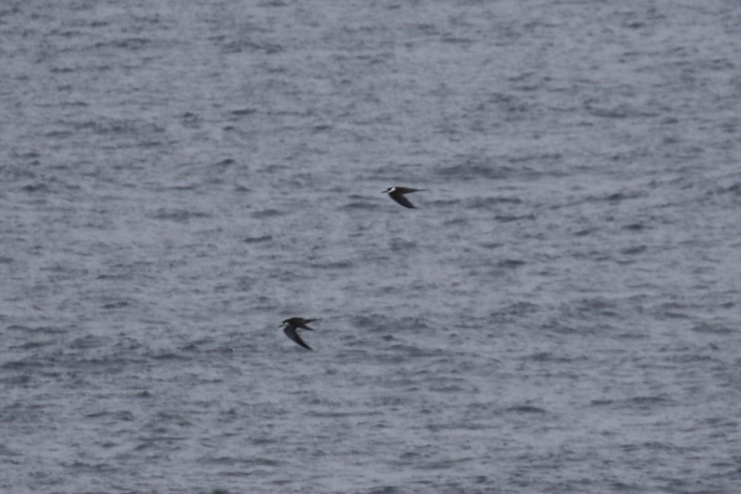 Sooty Tern - ML612339053