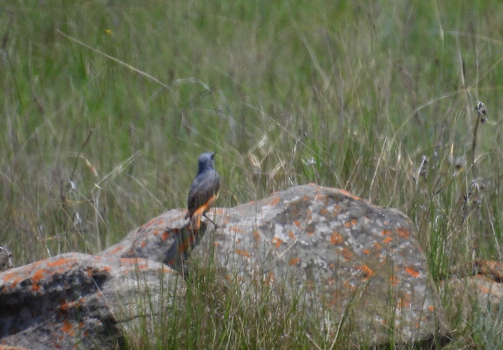 Sentinel Rock-Thrush - Juan Oñate García