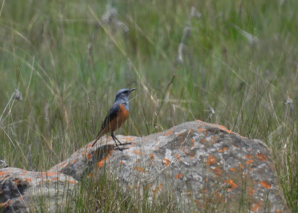 Sentinel Rock-Thrush - ML612339208