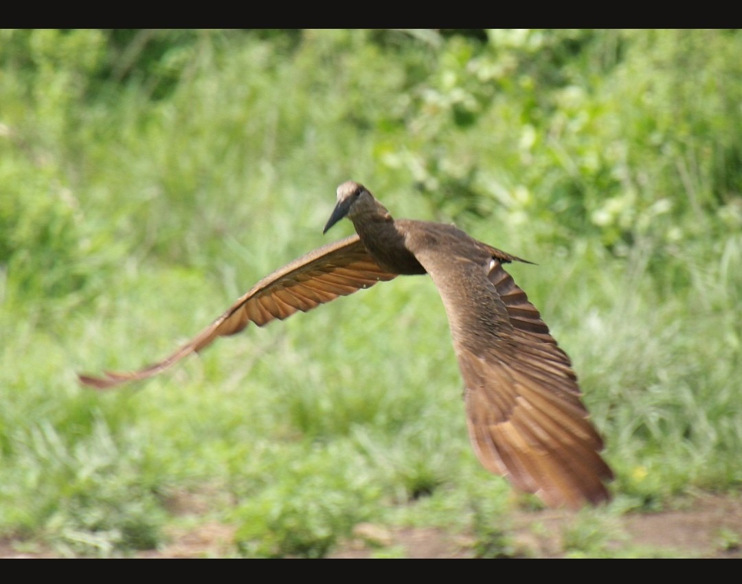 Ombrette africaine - ML612339230