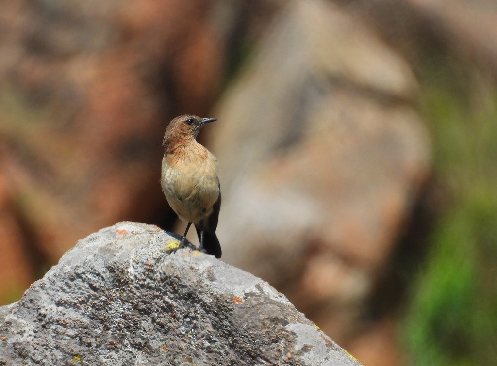 Buff-streaked Chat - Juan Oñate García