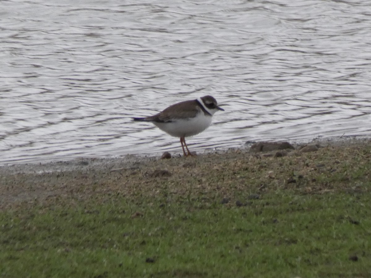 Common Ringed Plover - ML612339249