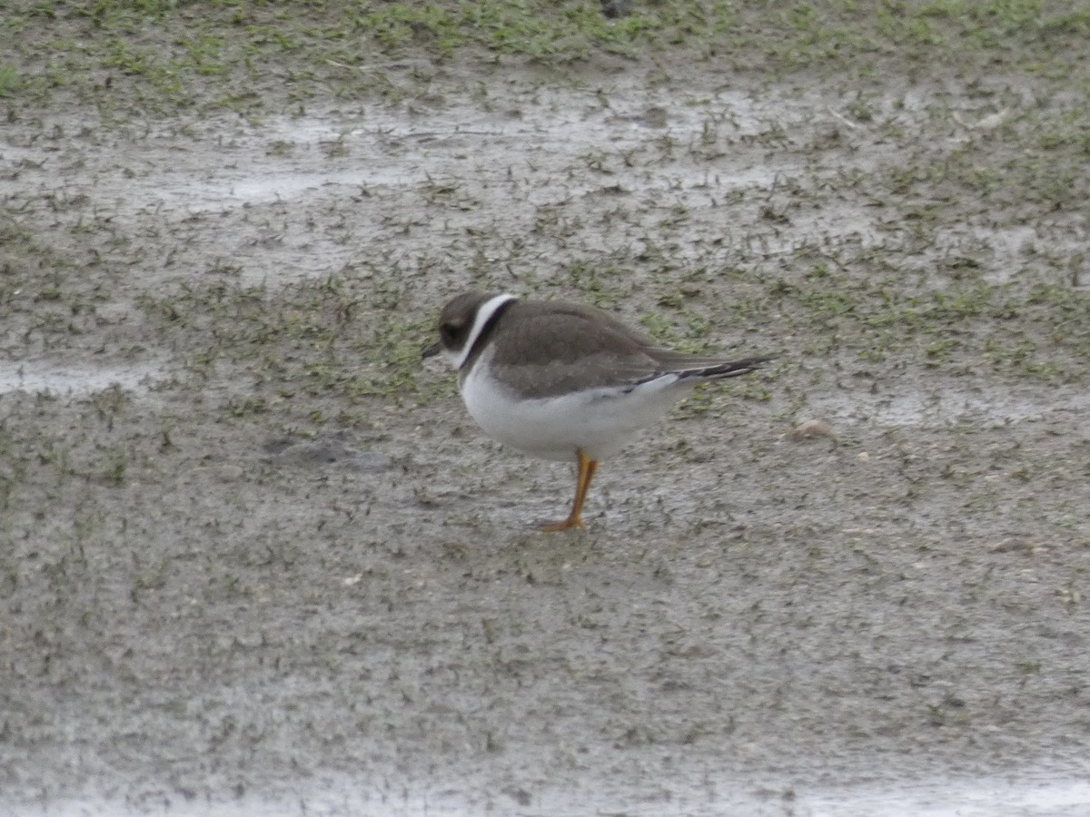 Common Ringed Plover - ML612339250