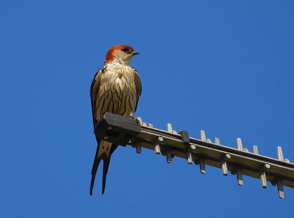 Lesser Striped Swallow - Juan Oñate García