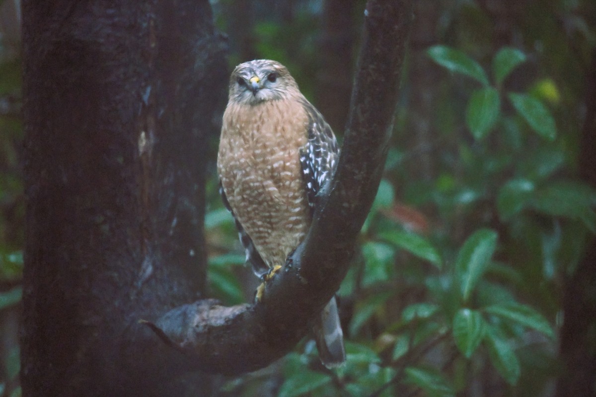 Red-shouldered Hawk - ML612339305