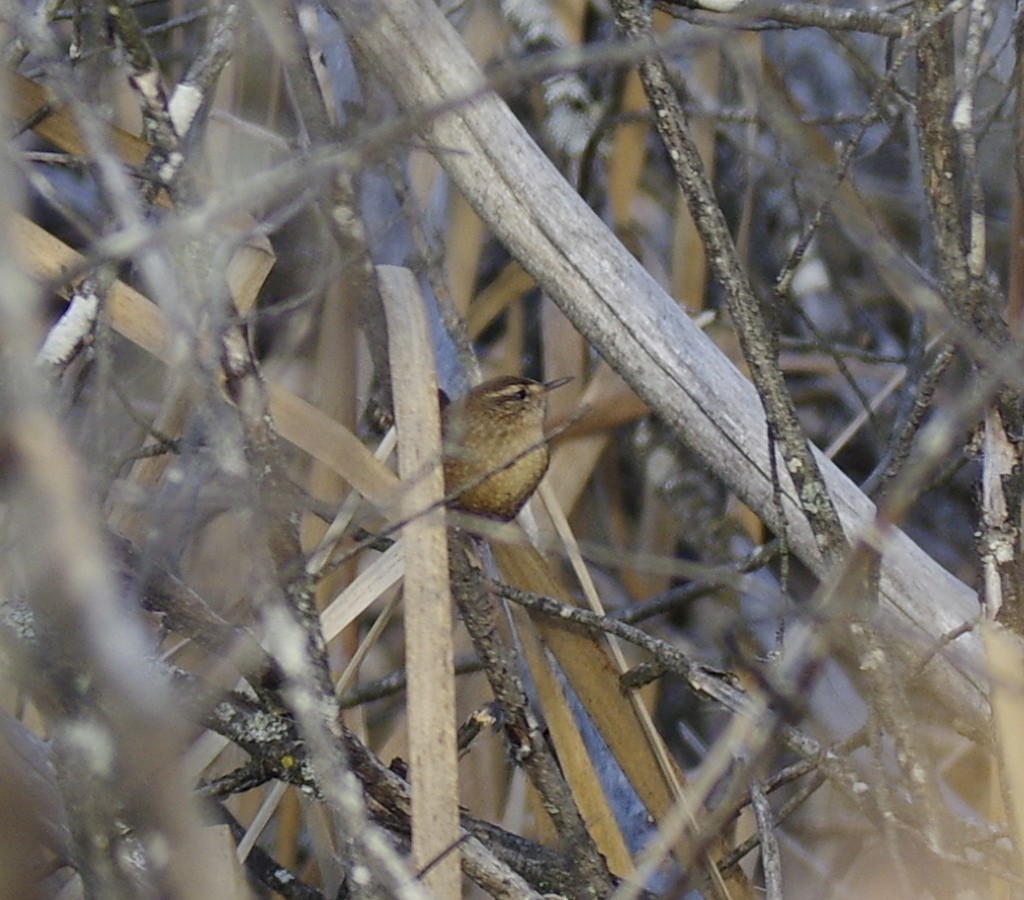 Troglodyte des forêts - ML612339316