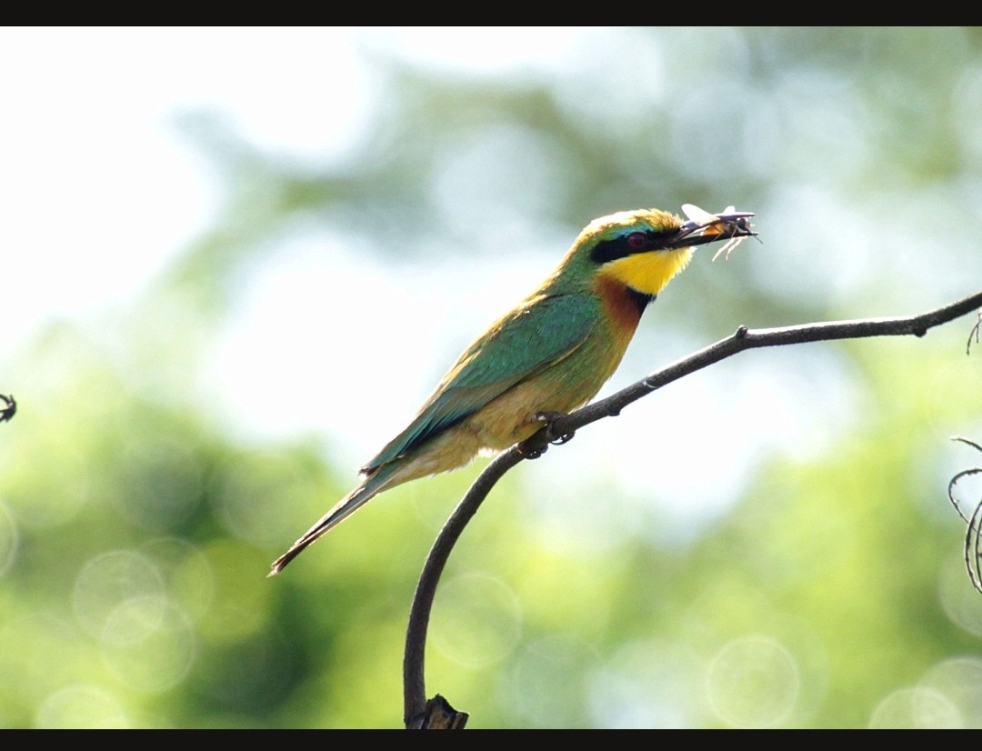 Little Bee-eater - Brame Thrandon