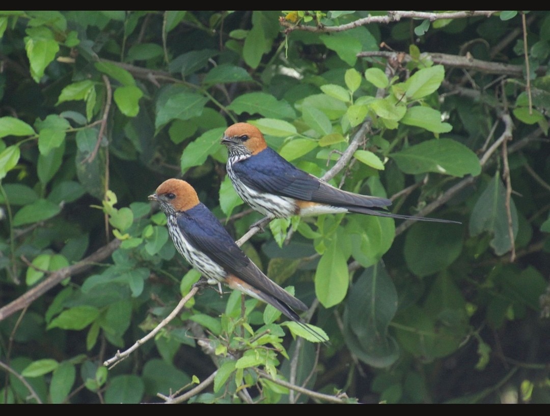 Lesser Striped Swallow - Brame Thrandon