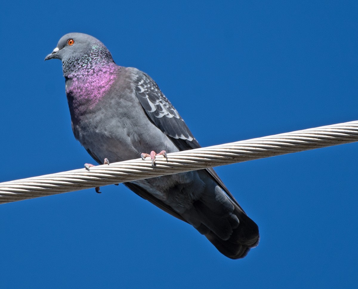 Rock Pigeon (Feral Pigeon) - ML612339375