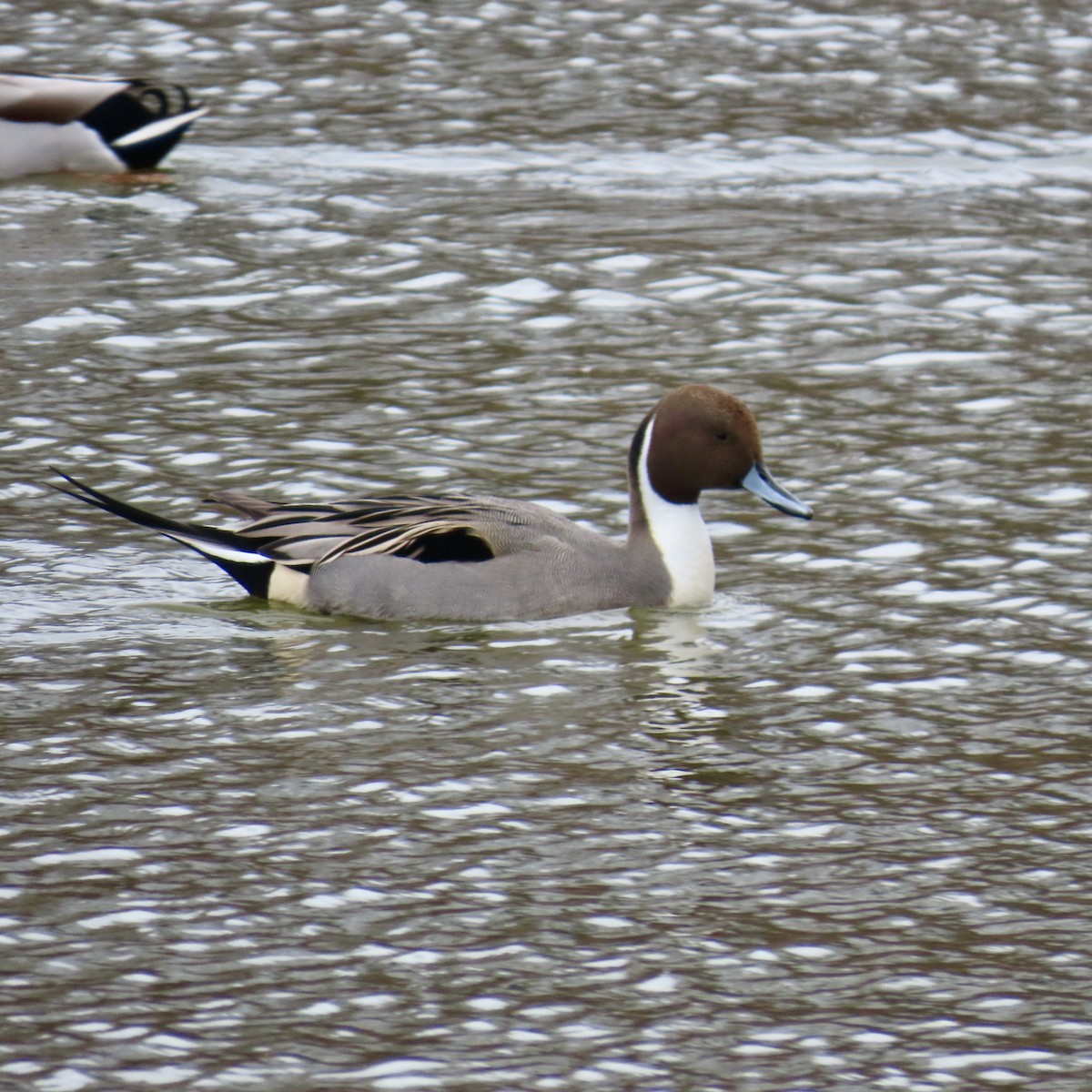 Northern Pintail - ML612339390