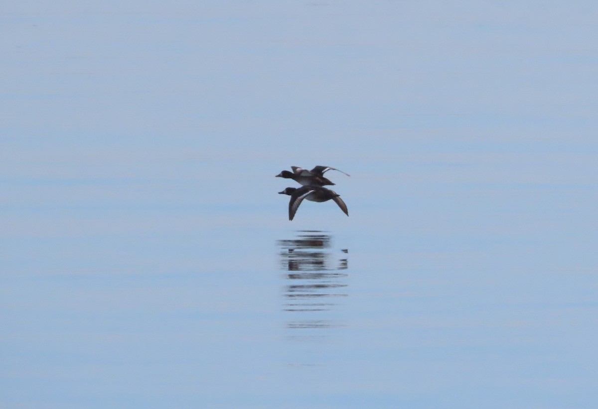 Greater Scaup - ML612339592