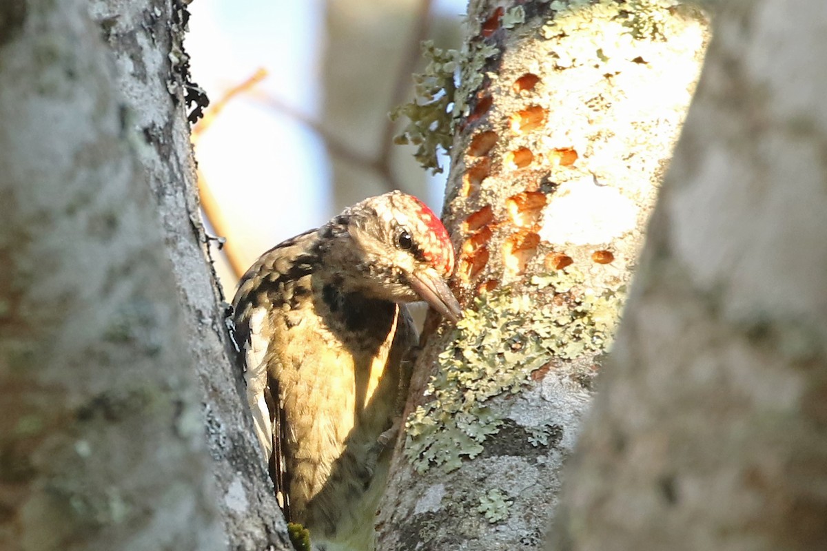 Yellow-bellied Sapsucker - ML612339601