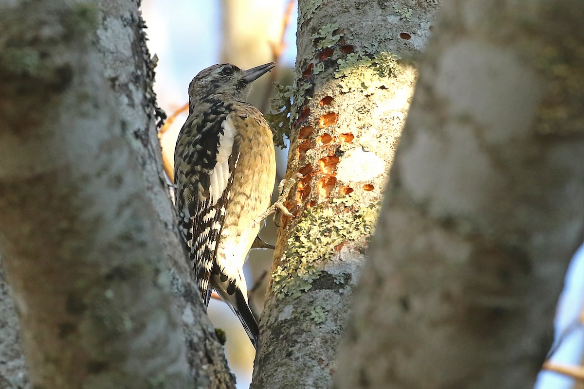 Yellow-bellied Sapsucker - ML612339602