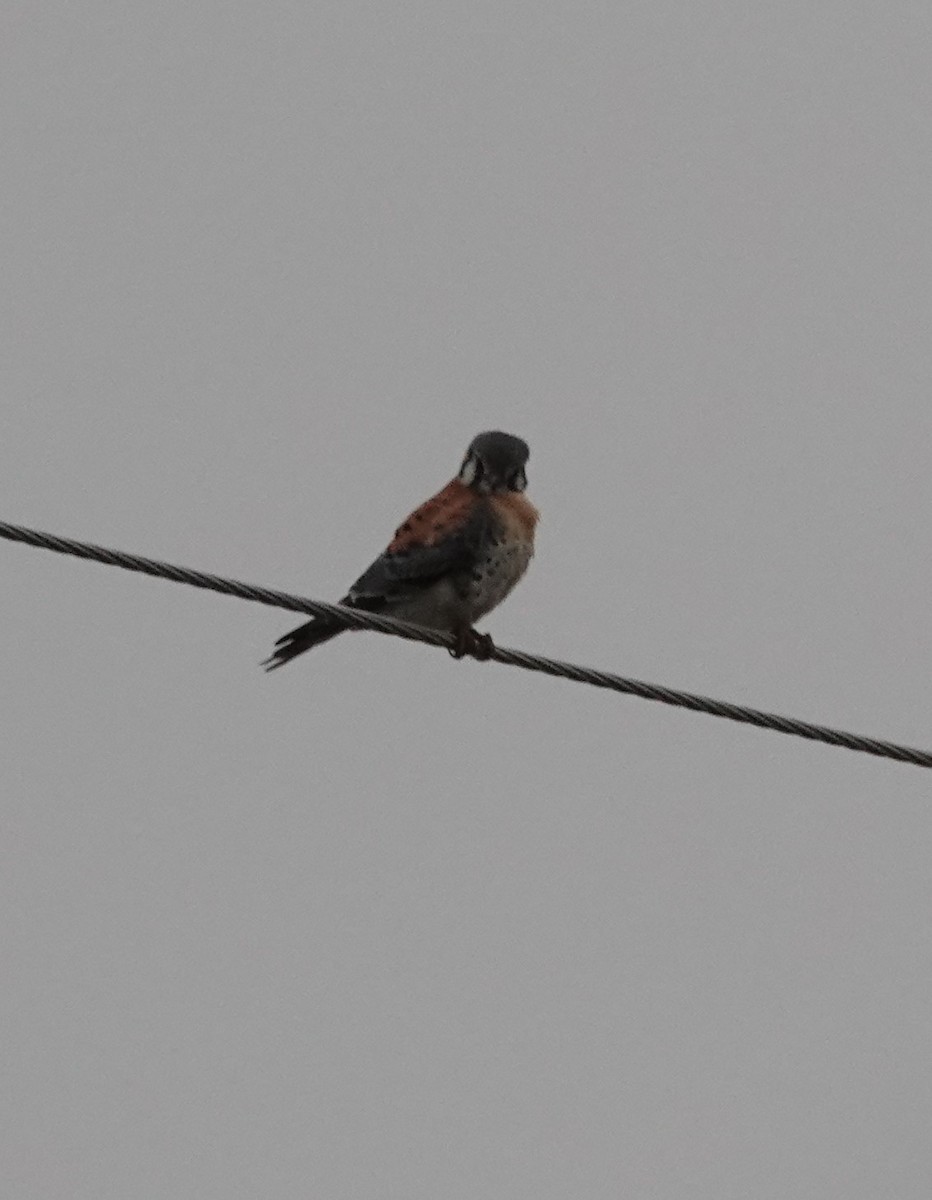 American Kestrel - ML612339625