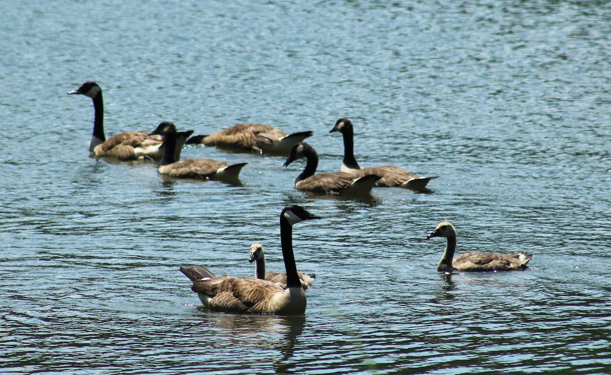 Canada Goose - ML612339648