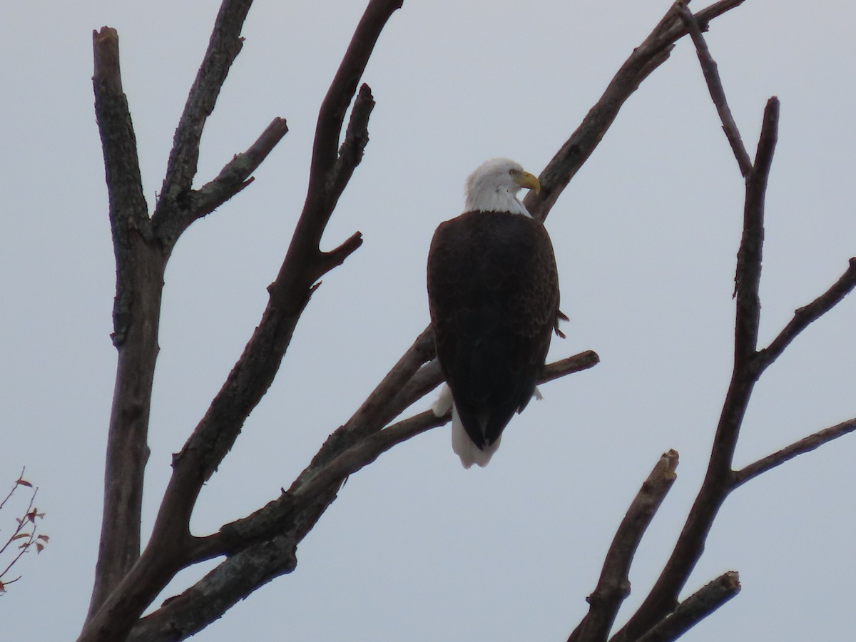 Bald Eagle - ML612339751