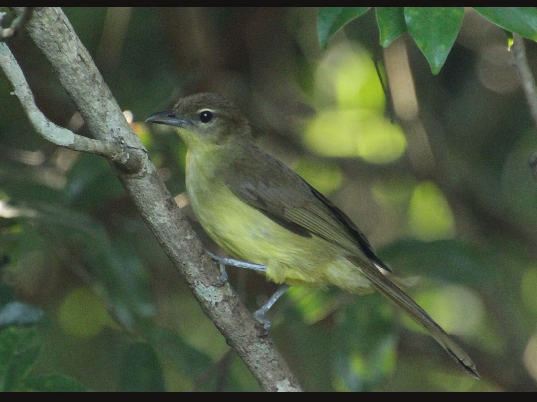 Yellow-bellied Greenbul - Brame Thrandon