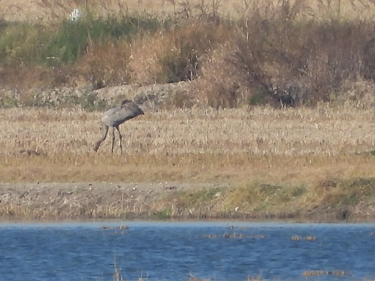 Common Crane - biel miquel