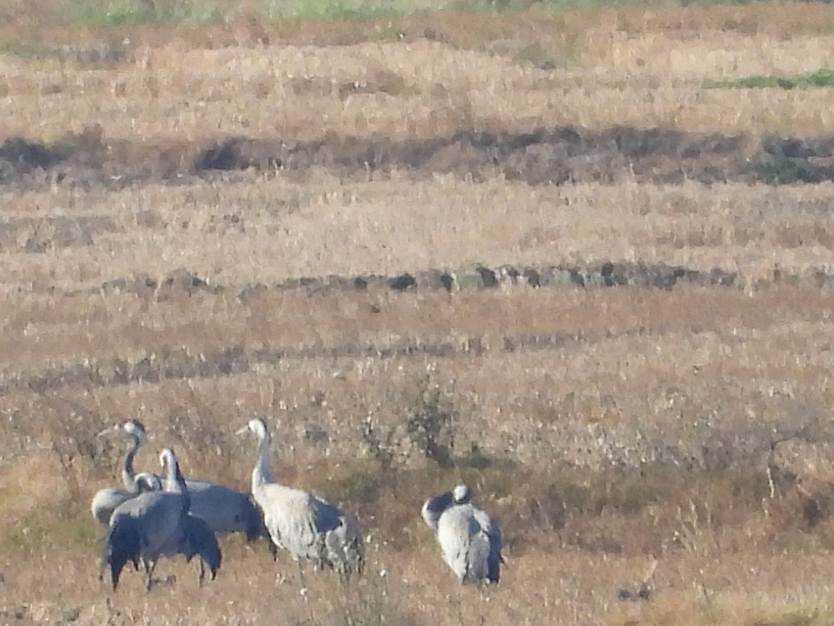 Common Crane - ML612339759