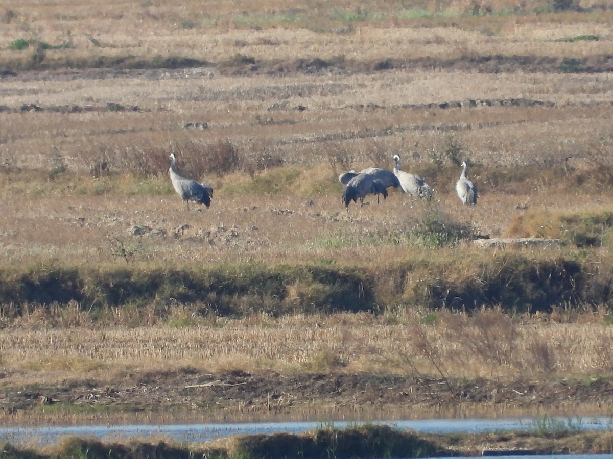 Common Crane - ML612339760