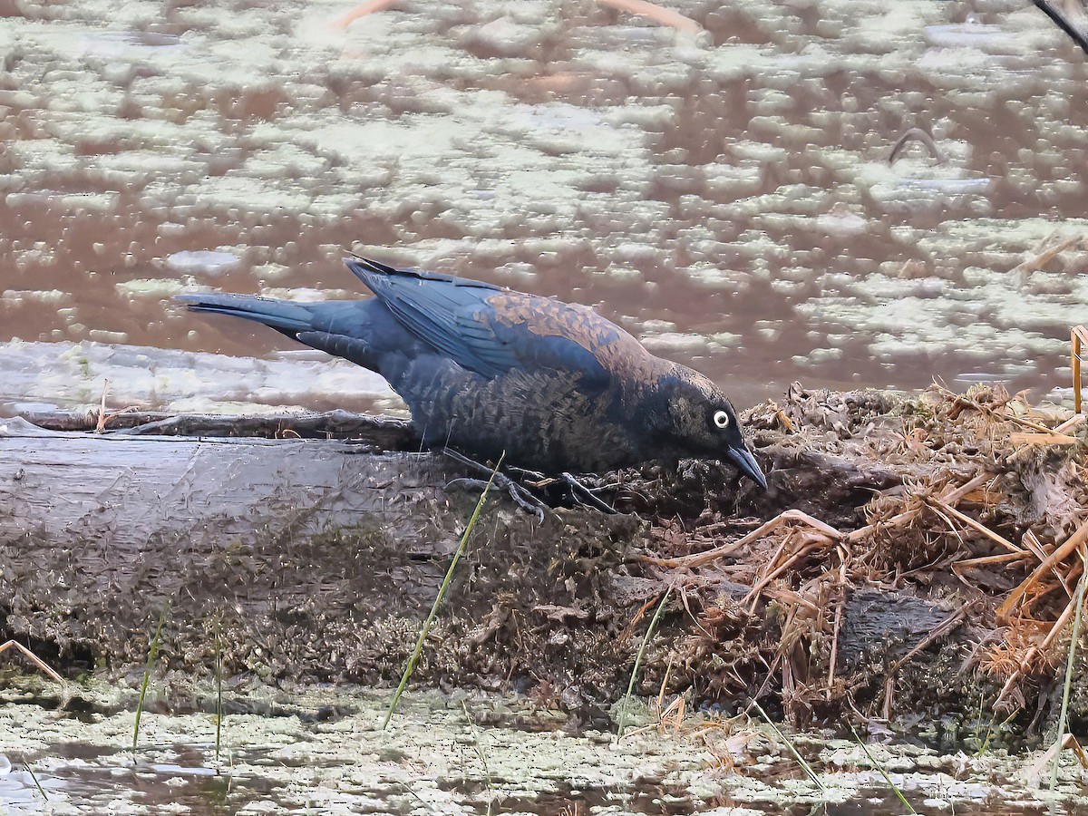 Rusty Blackbird - ML612339783