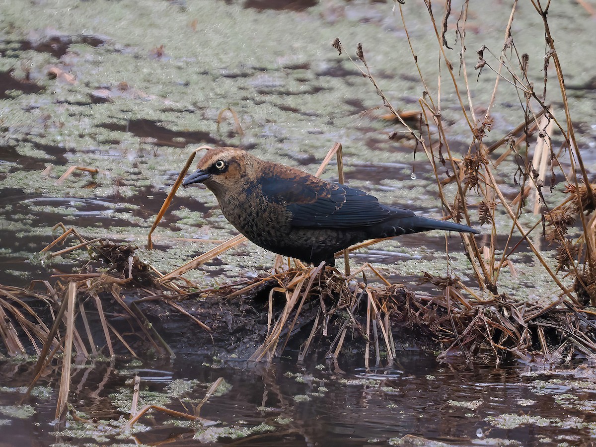 Rusty Blackbird - ML612339784