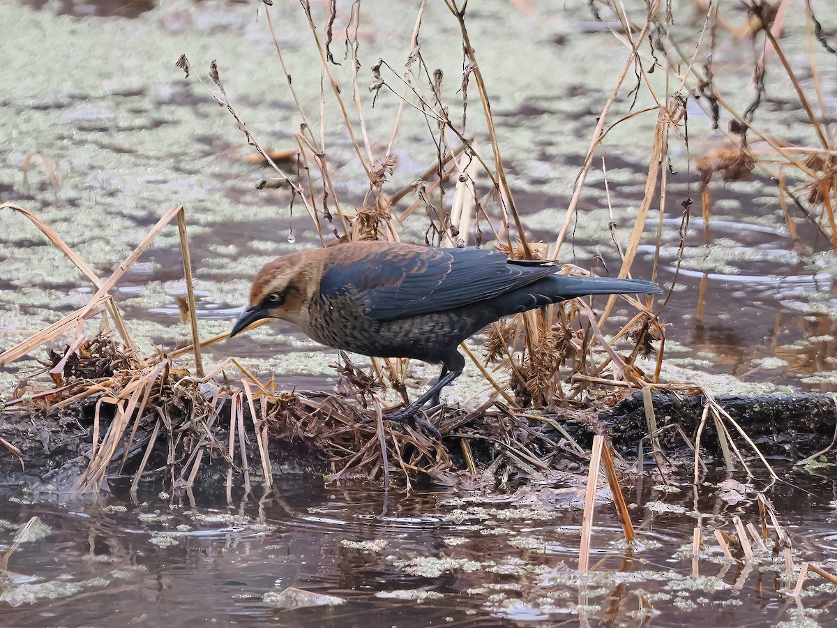 Rusty Blackbird - Daniel Kaplan