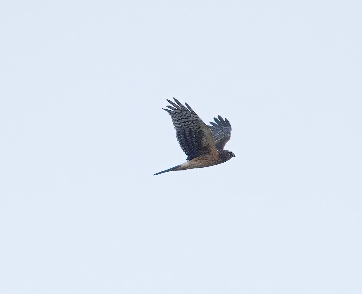 Northern Harrier - ML612339806